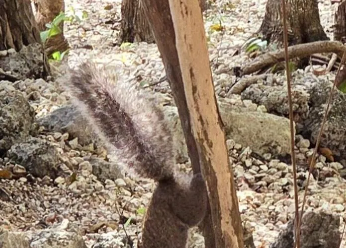Kin Ii Tulum